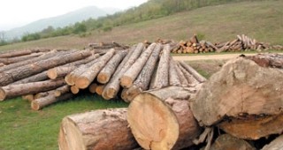 Българската асоциация за устойчива енергия алармира за възможно картелиране в горския сектор