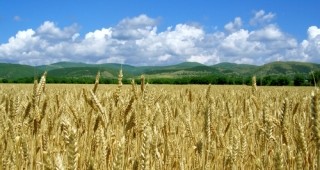 Над 80% от площите с пшеница в Пловдивско са ожънати