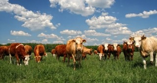 Фирми от секторите градинарство и животновъдство в Югоизточна Европа ще получават полезна информация от интернет канали