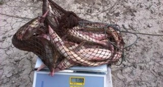 Хванат е рибар, извършващ улов на забранен вид есетрова риба на река Дунав