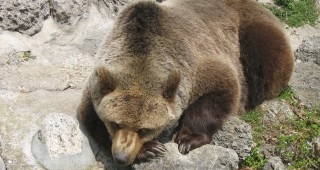 Сладолед от плодове разхлажда мечките в Столичната зоологическа градина