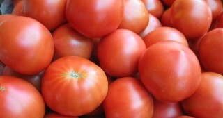 Италиански учени са на път да намерят приложение на тоновете обелки от домати