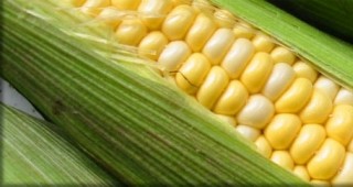 Мораториумът във Франция за отглеждане на ГМ царевица на 