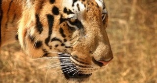 Малък тигър радва посетителите на пазарджишкия зоопарк