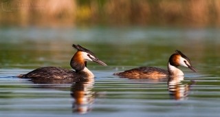 Защитени видове птици намериха своята смърт в бракониерски мрежи в езерото Вая край Бургас