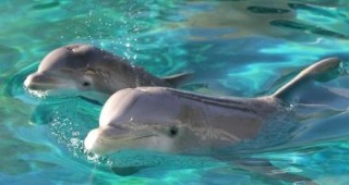 Делфините притежават най-дългата памет в животинското царство
