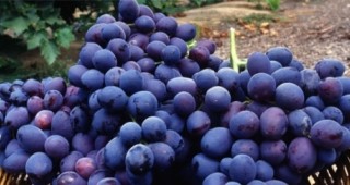 Българско грозде с пестициди и нитрати е било внесено в Русия