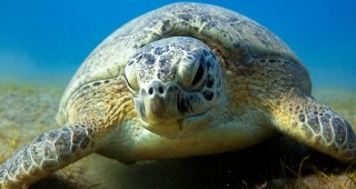 Полицай от американския щат Флорида спаси близо 100 новоизлюпени морски костенурки