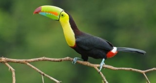 Коста Рика ще затвори държавните си зоологически градини