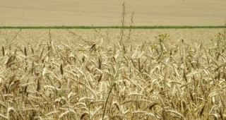 74.37% от произведената пшеница е с качество, удовлетворяващо изискванията на мелничарския отрасъл