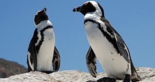 Най-стария пингвин в света стана на 36 години