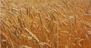 Посевите в областите Варна и Русе са най-застрашени от сушата