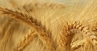 Есенни грижи в рапица и пшеница