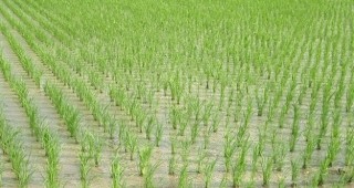 Производителите на ориз ще получат 309 000 лева помощ de minimis