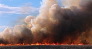 Спасиха от пожар 50 декара борова гора край Върбица