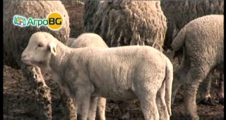 Търсенето на нови пазари е от основна важност за овцевъдството