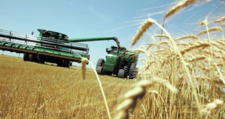 74.37% от произведената пшеница е с качество, удовлетворяващо изискванията на мелничарския отрасъл