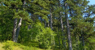 МЗХ проверява възможността да се ползват държавни гори от общината в Малко Търново