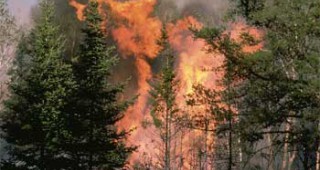 Голям пожар е избухнал в борова гора край София
