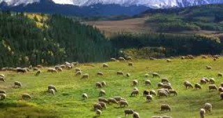 Кръгла маса на тема Състояние и проблеми на млечното овцевъдство в България