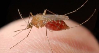 Подновяват нощното пръскане срещу комари в Пловдив