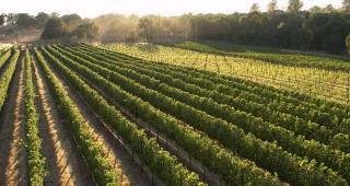 До 31 юли е срокът за подаване на документи за авансово плащане по лозаро-винарската програма