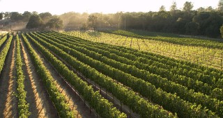 Италия отново е най-големият винопроизводител