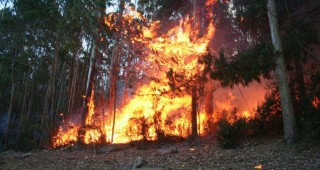 Пожарът край Свиленград се възобнови