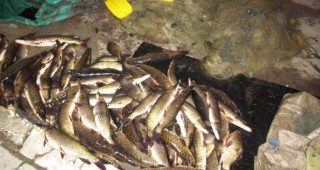 Инспектори на ИАРА Враца са хванали лице, извършващо нерегламентирана продажба на риба