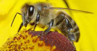 Изтича срока за прием на заявления за плащане по пчеларската програма