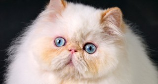 Над 100 елитни котки ще участват в международната фелиноложка изложба в столицата