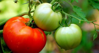 Оранжерийните домати се търгуват с 2,7 процента по-висока цена - по 0,77 лева за килограм