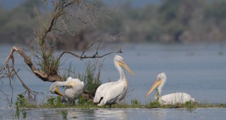 Завърши гнездовият период на къдроглавите пеликани в Сребърна