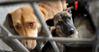 Румънският президент Траян Бъсеску поиска спешна наредба за осиновяване на бездомните кучета