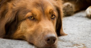 Кметът на Букурещ ще организира местен референдум за евтаназията на бездомните кучета