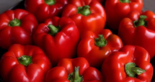 Второ издание на Фестивала на доматите, чушките, традиционните храни и занаяти се провежда днес