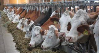 Седем животновъдни организации в България се готвят за национален протест