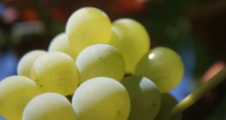 Очаква се качествена реколта от грозде