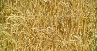 Зърнопроизводителите са против плановете на финансовото министерство за обратно начисляване на ДДС