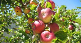 Започна прибирането на реколтата от ранните сортове ябълки и круши в Кюстендилско