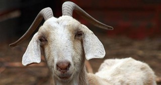 Бизнесмен скотовъд от Саудитска Арабия продаде козел за рекордна цена - 3,5 млн. долара