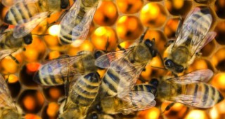 Парламентарната земеделска комисия изрази своята подкрепа за пчеларите