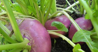 Развитието на късните зеленчуци през септември ще протича при благоприятни топлинни условия