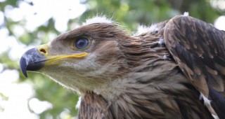 БДЗП ще представи резултатите от проект за опазване на царския орел
