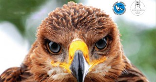 БДЗП представя резултатите от проект за опазване на царския орел