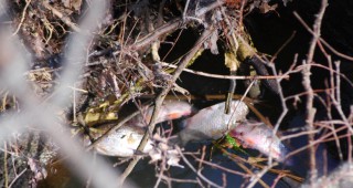Мъртва риба в река Места край Гоце Делчев