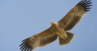 БДЗП представя резултатите от проект за опазване на царския орел