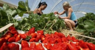 Великобритания спира сезонната земеделска работа за българи и румънци