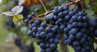 Във видинското село Бела Рада очакват по 1 тон грозде от декар