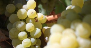 Полицаи предотвратиха кражба на близо 500 кг грозде от лозя край поморийското село Лъка